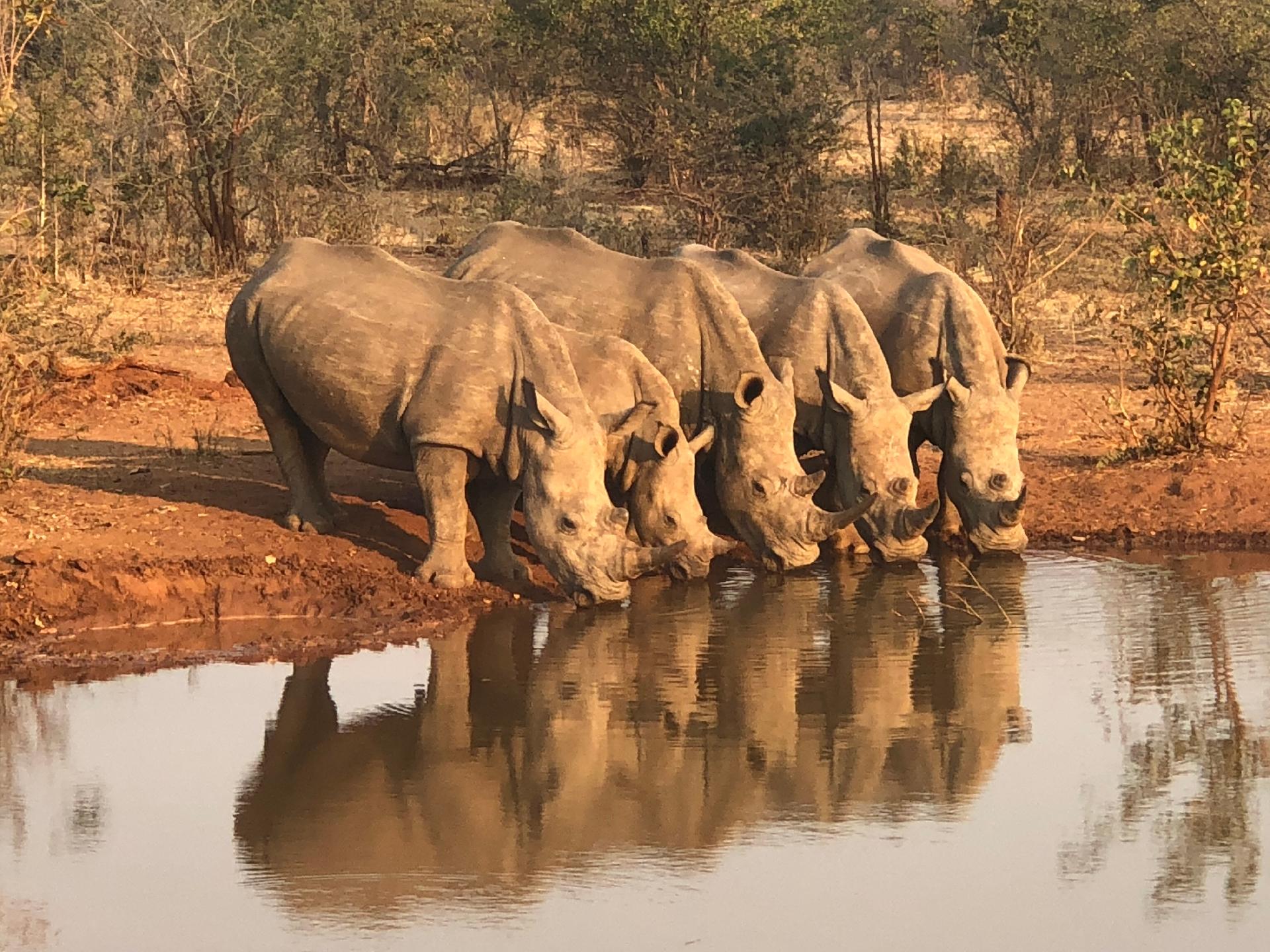 ENTRE RINOCERONTES Y ELEFANTES EN ZIMBABWE