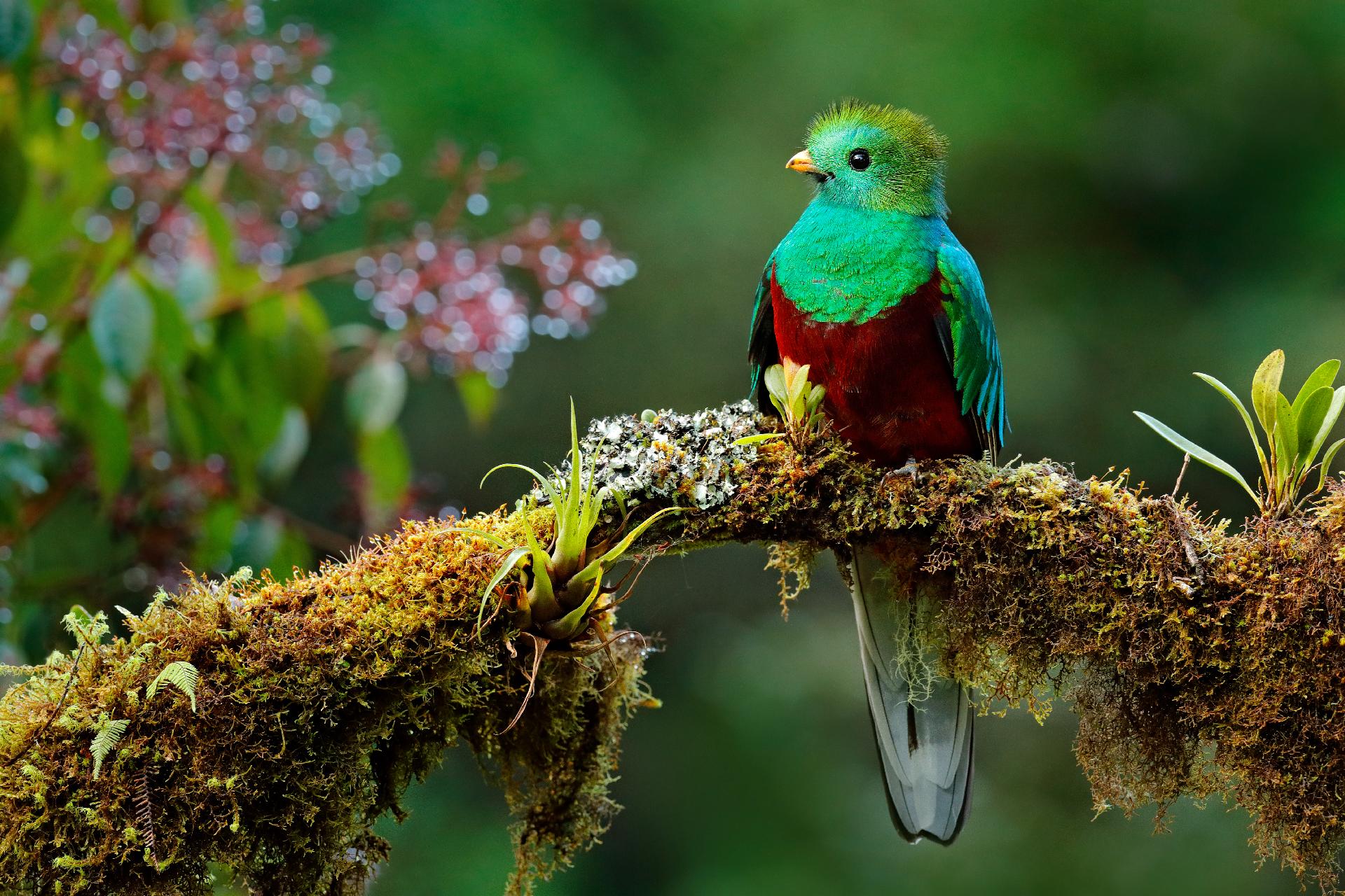 AUTO RUTA COSTA RICA NATURALEZA PURA Y CUNA DEL QUETZAL