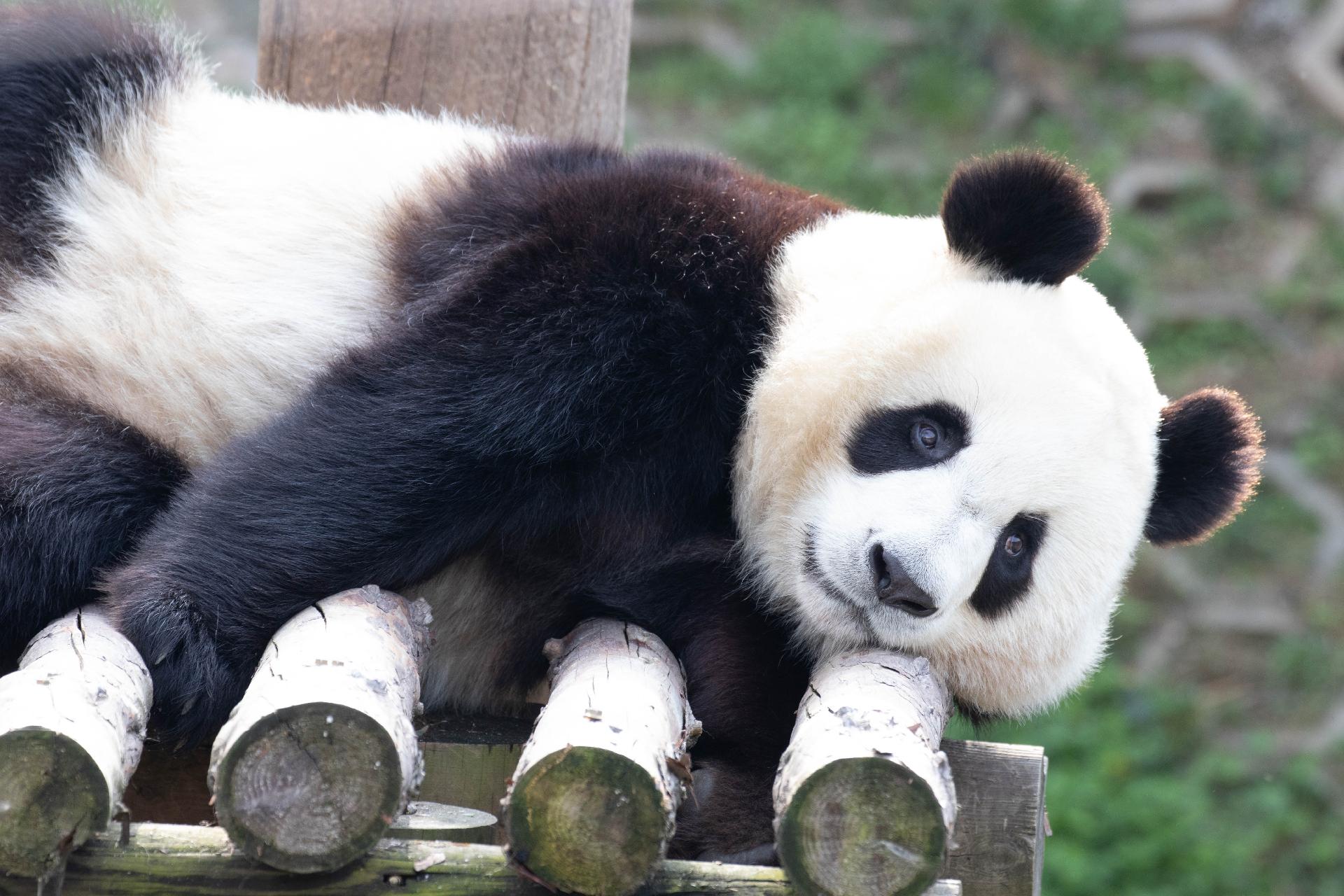 GRAN CHINA CON OSOS PANDA Y AVATAR