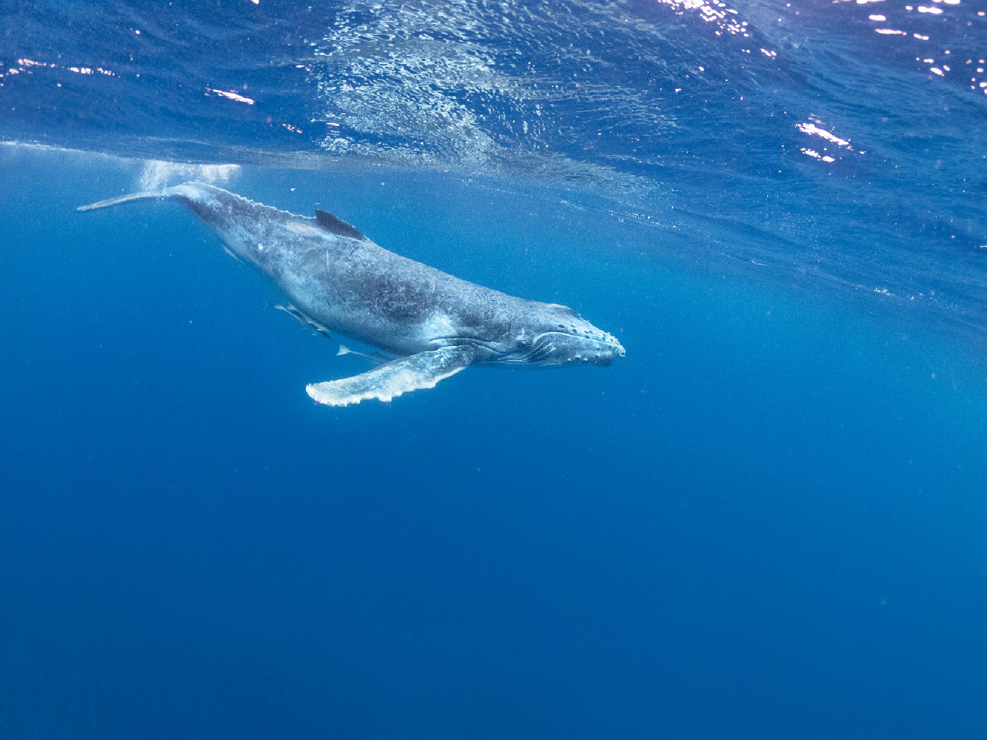 Avistamiento de ballenas en Punta Cana: Cuándo, cómo y el mejor lugar para hacerlo