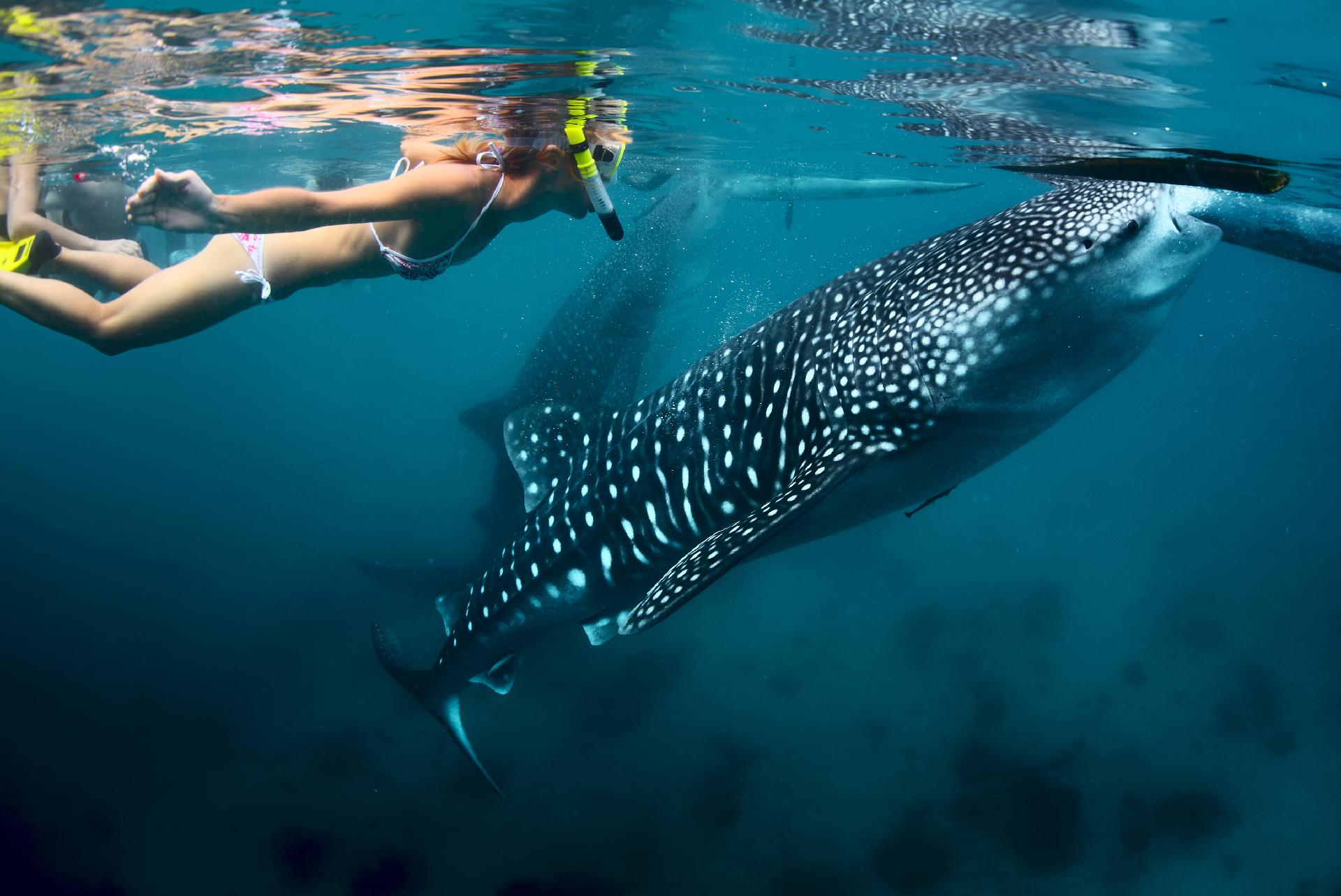 Nadar con tiburones en la Riviera Maya: ¿Dónde y cómo hacerlo? 
