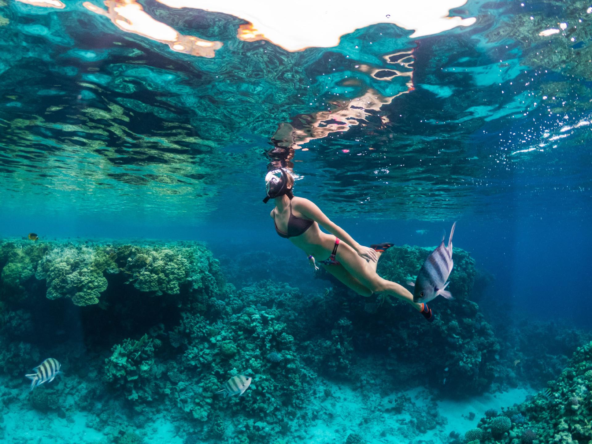 Cancún aventurero: buceo, snorkel y nado con delfines