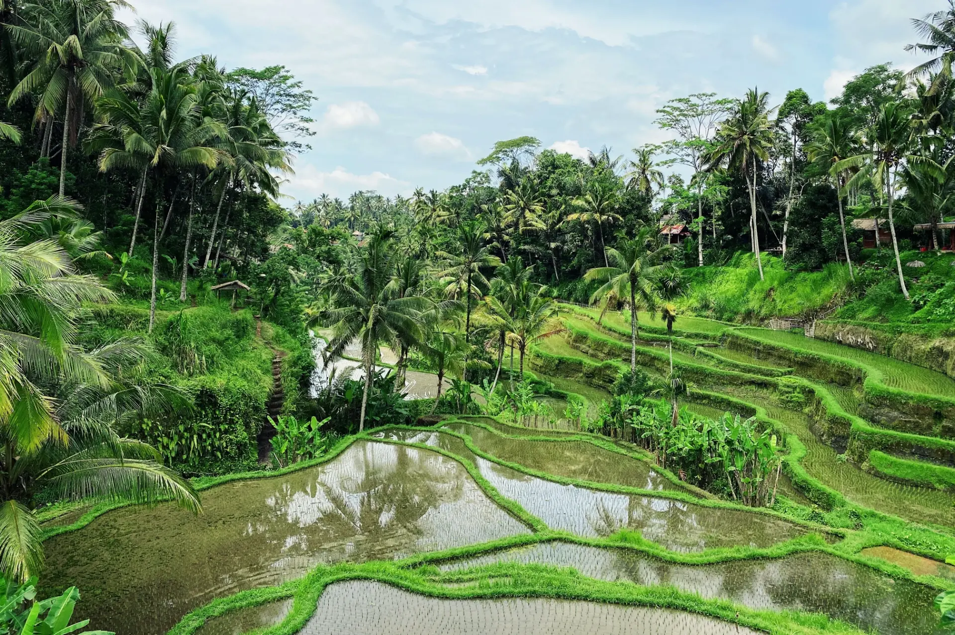 HONG KONG, UBUD, GILI Y BALI