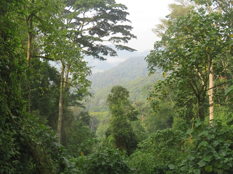 Parque_Bwindi_Uganda_4