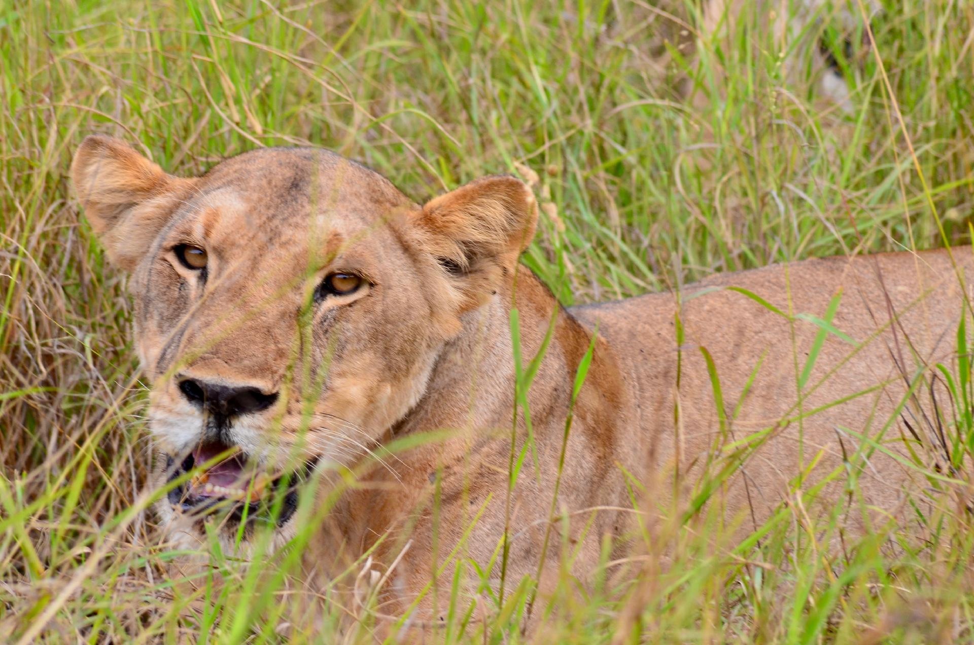 ZANZIBAR Y SAFARI SAADANI DOS NOCHES 