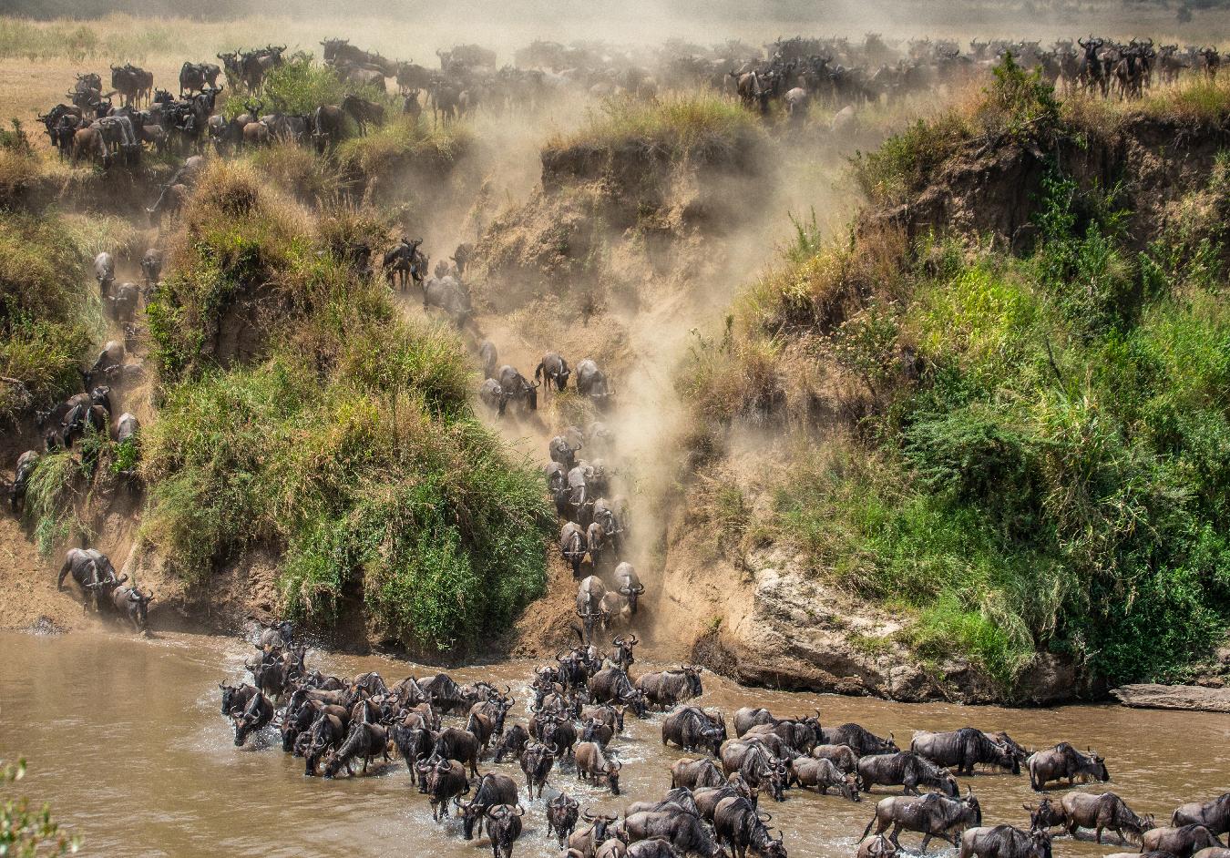 Los ñus están cruzando el río Mara en la época de la gran migración, Kenia