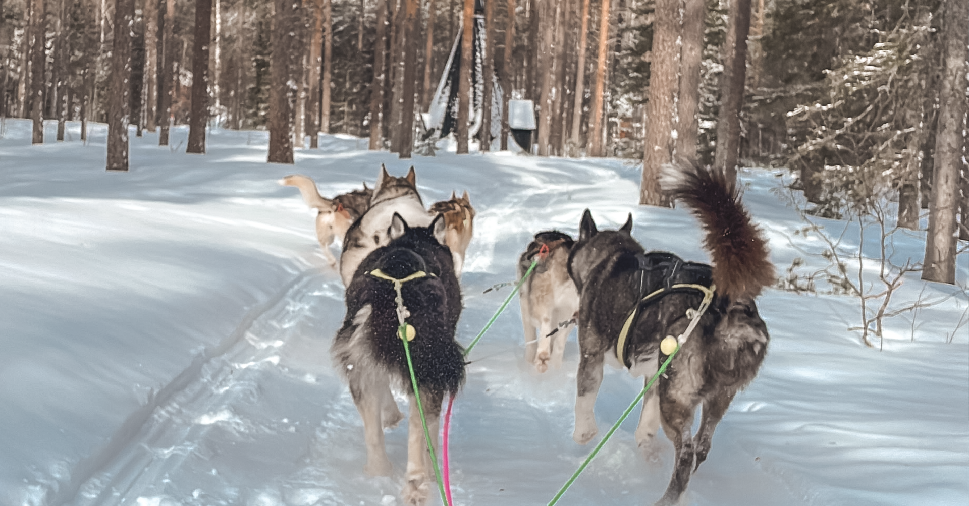Paseo en trineo con huskies en HaparandaTornio, Laponia
