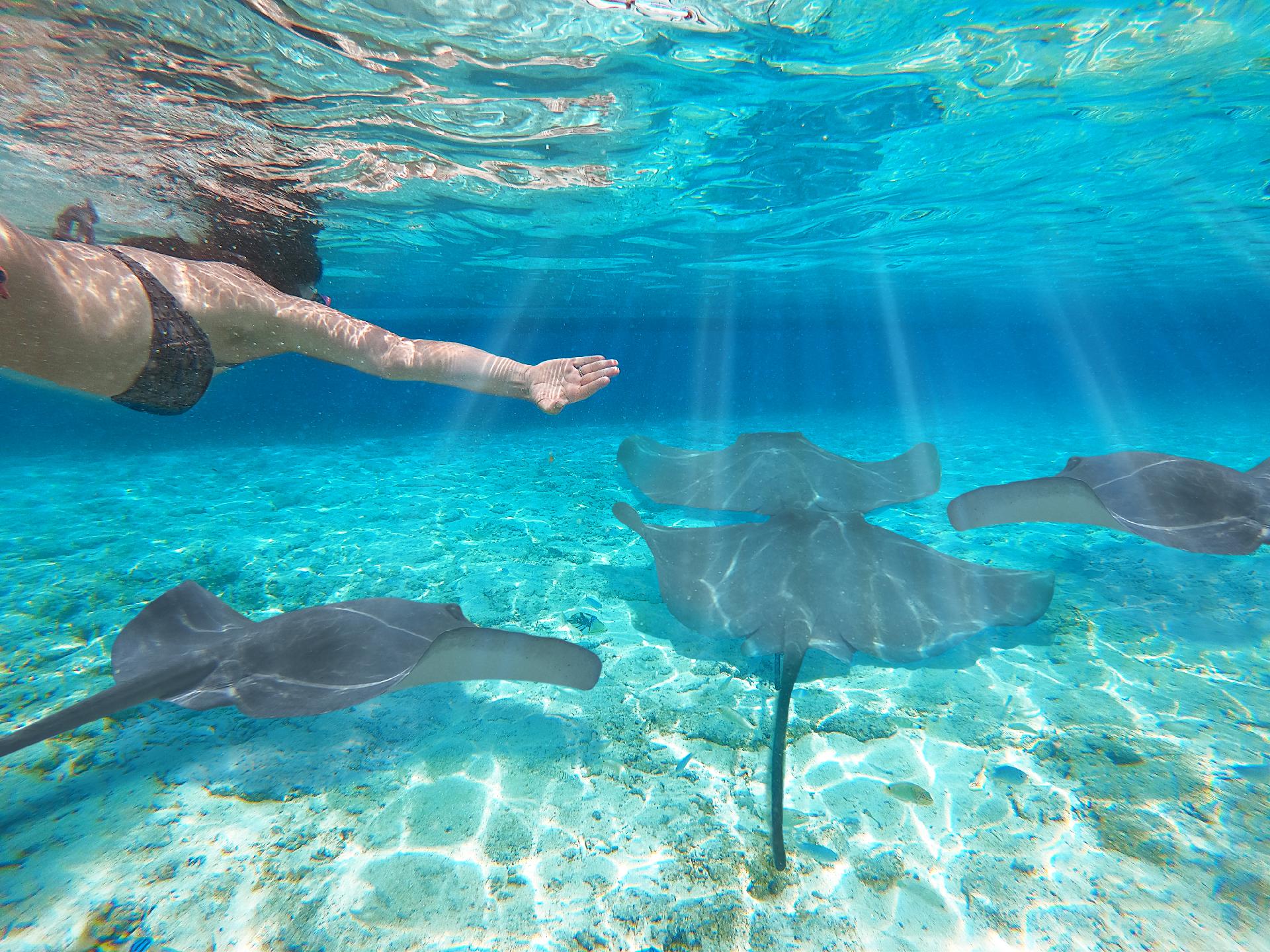 Buceando con mantarrayas en Maldivas