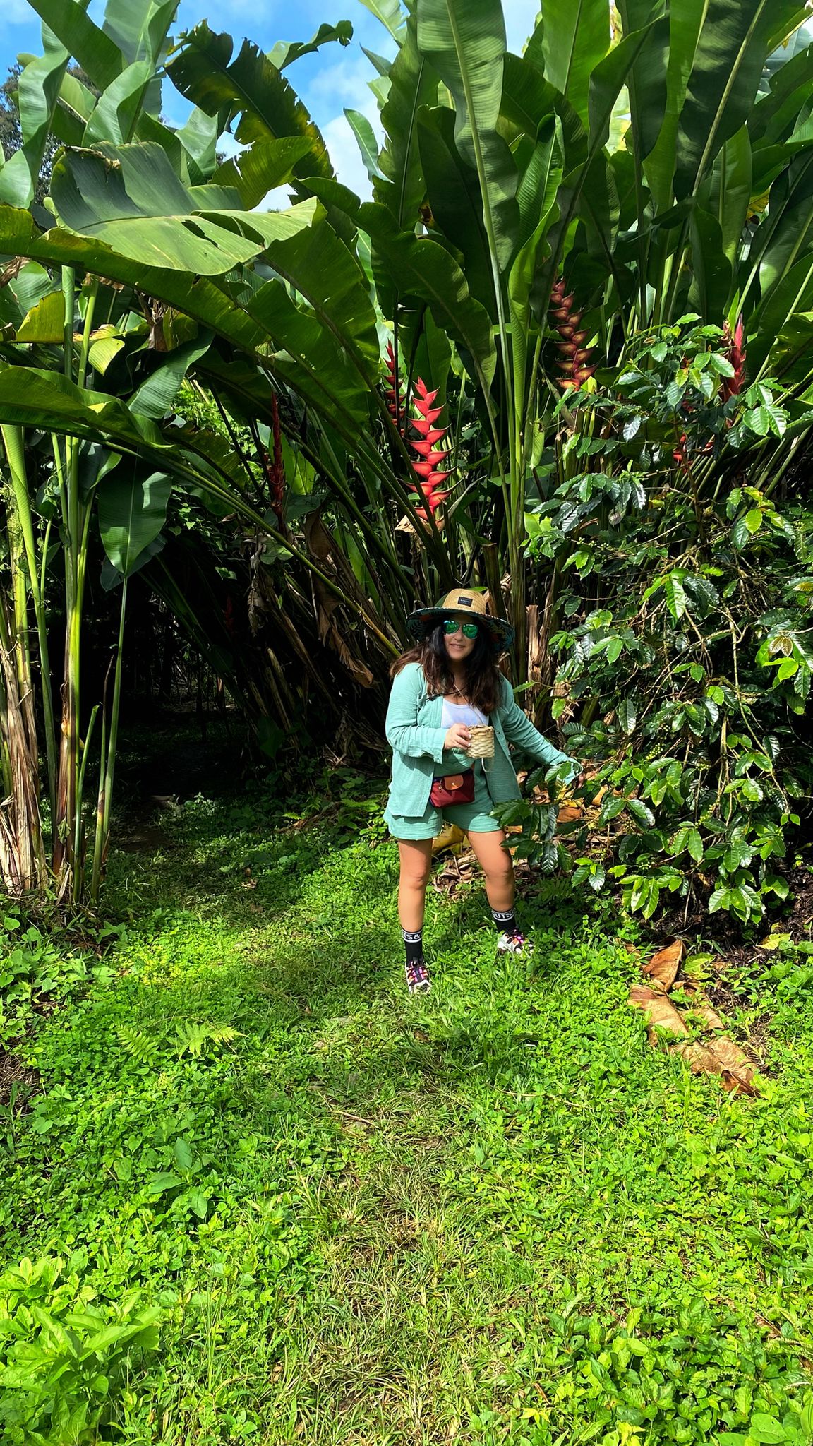 Palmera de cera en el Valle del Cocora en medio de un cafetal