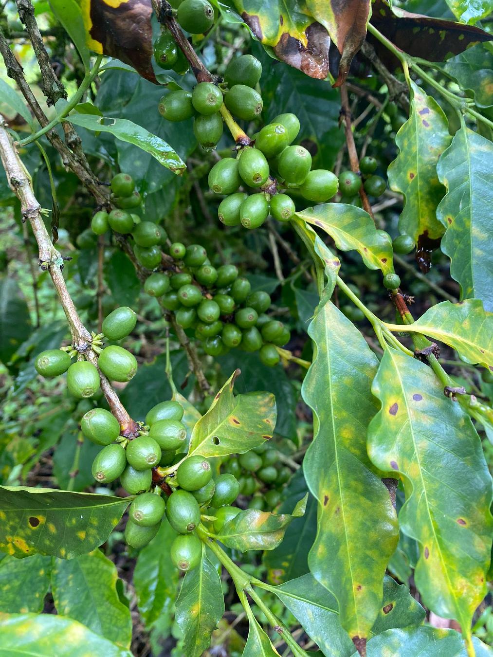 Planta del cafetal con cafe en grano