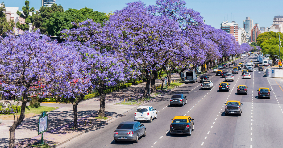 Jacarandá