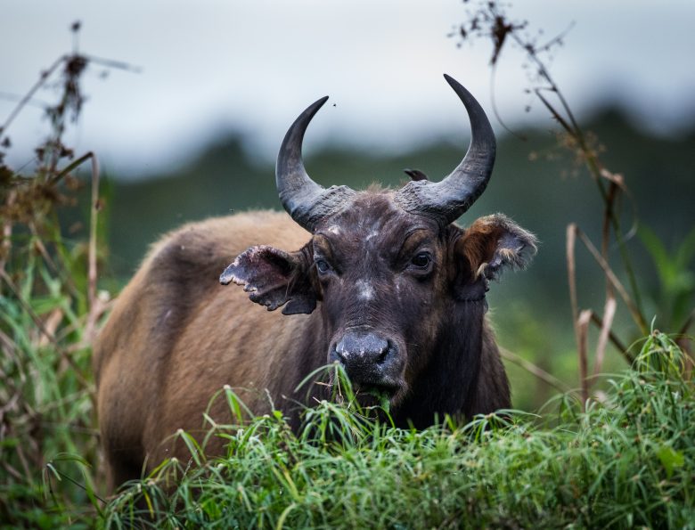 Búfalo africano