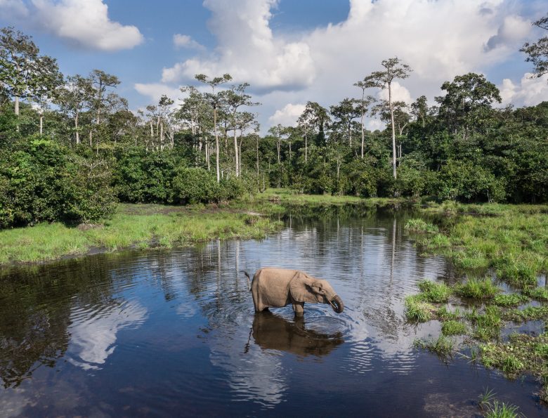 Elefante africano en el río Lekali