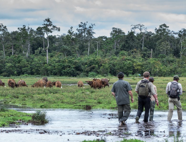 Explorando la selva de la República del Congo