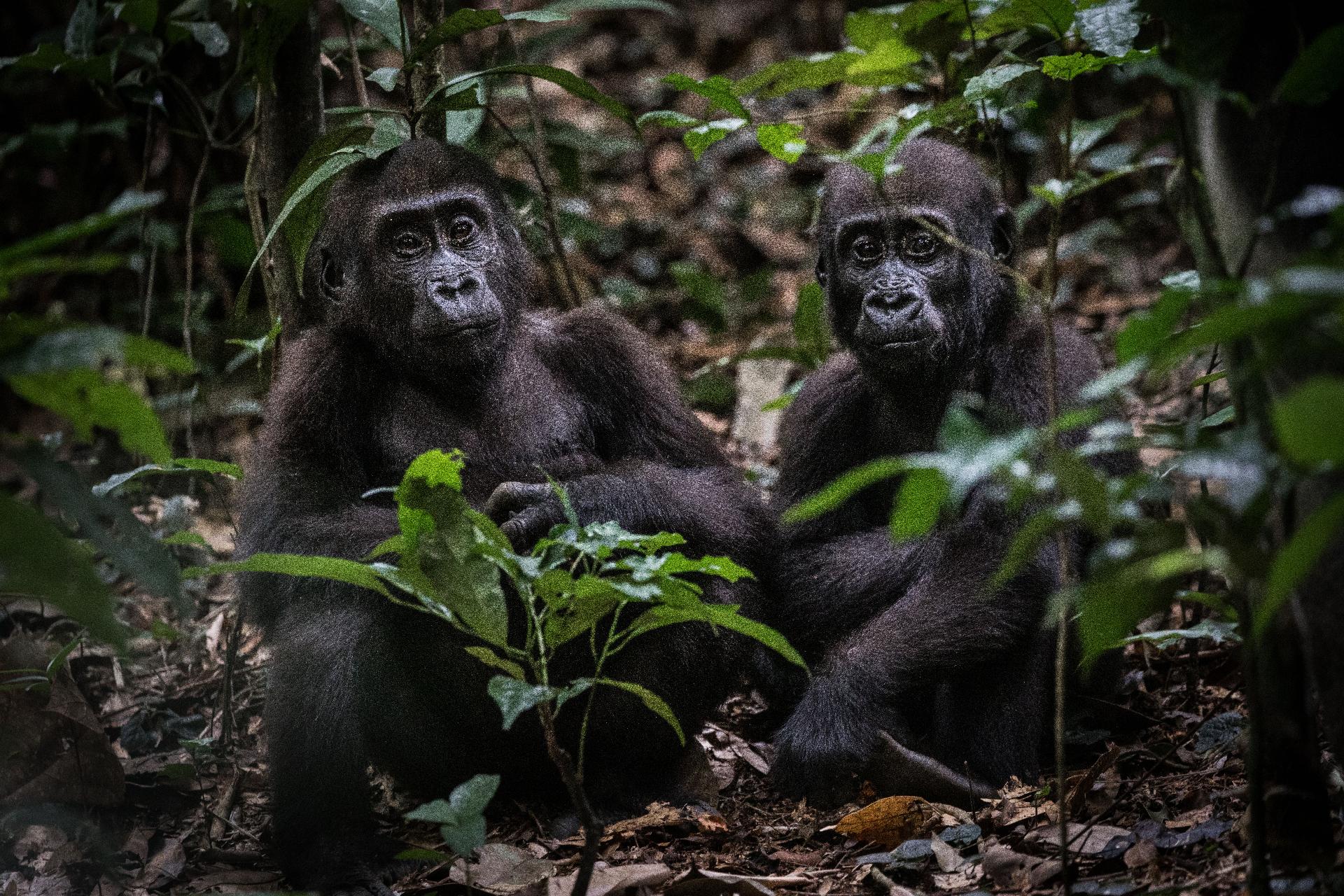Gorilas en el Congo