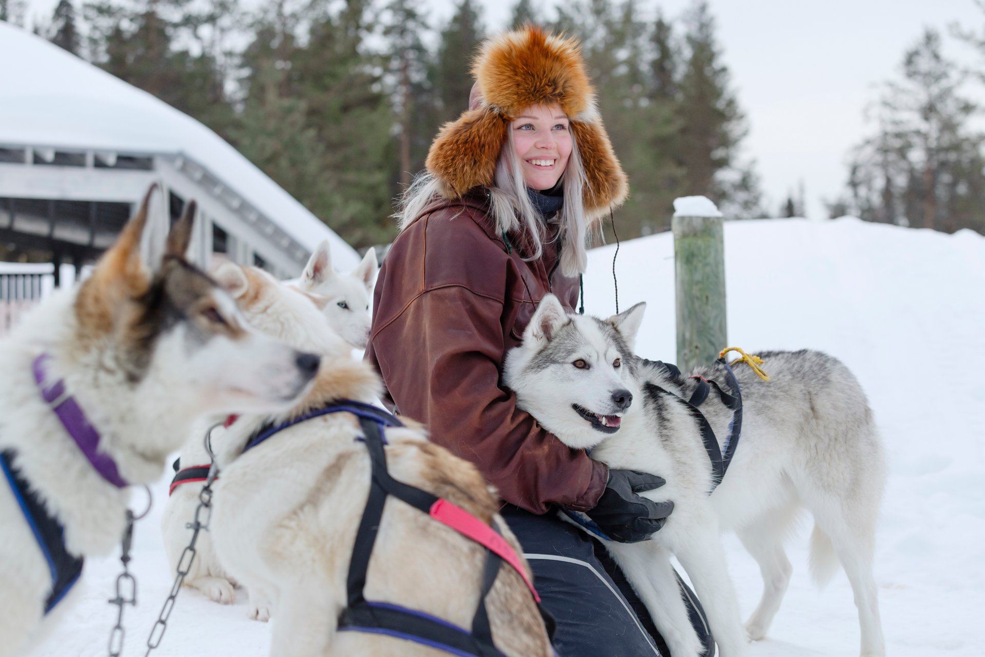 Con huskies en Salla