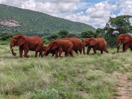 Manada de elefantes en Masai Mara