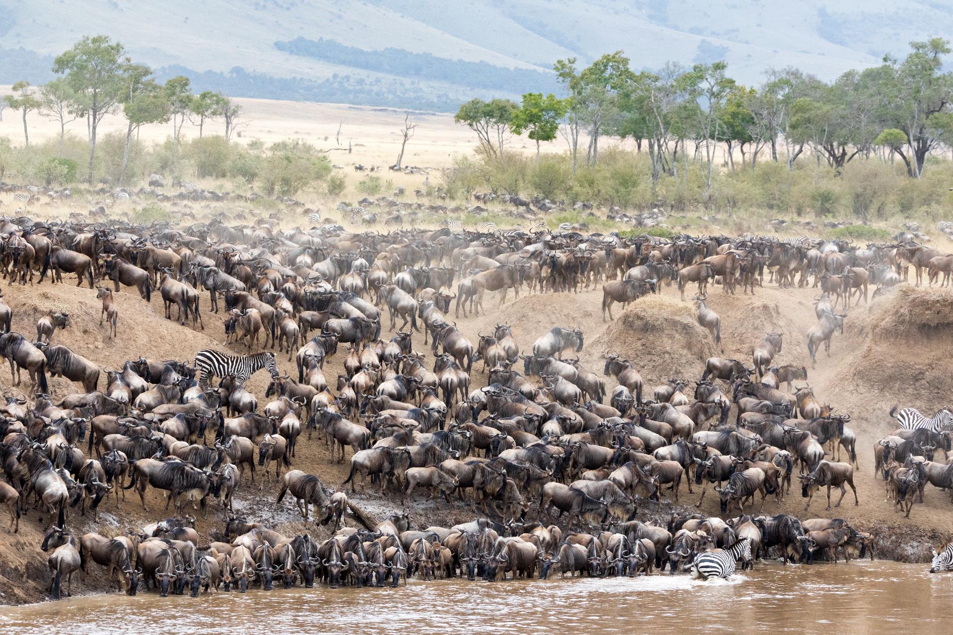 La Gran Migración: El Masai Mara ( Kenia) en su máximo apogeo