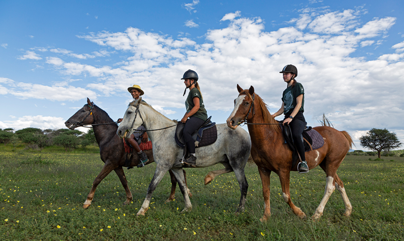 Caballos