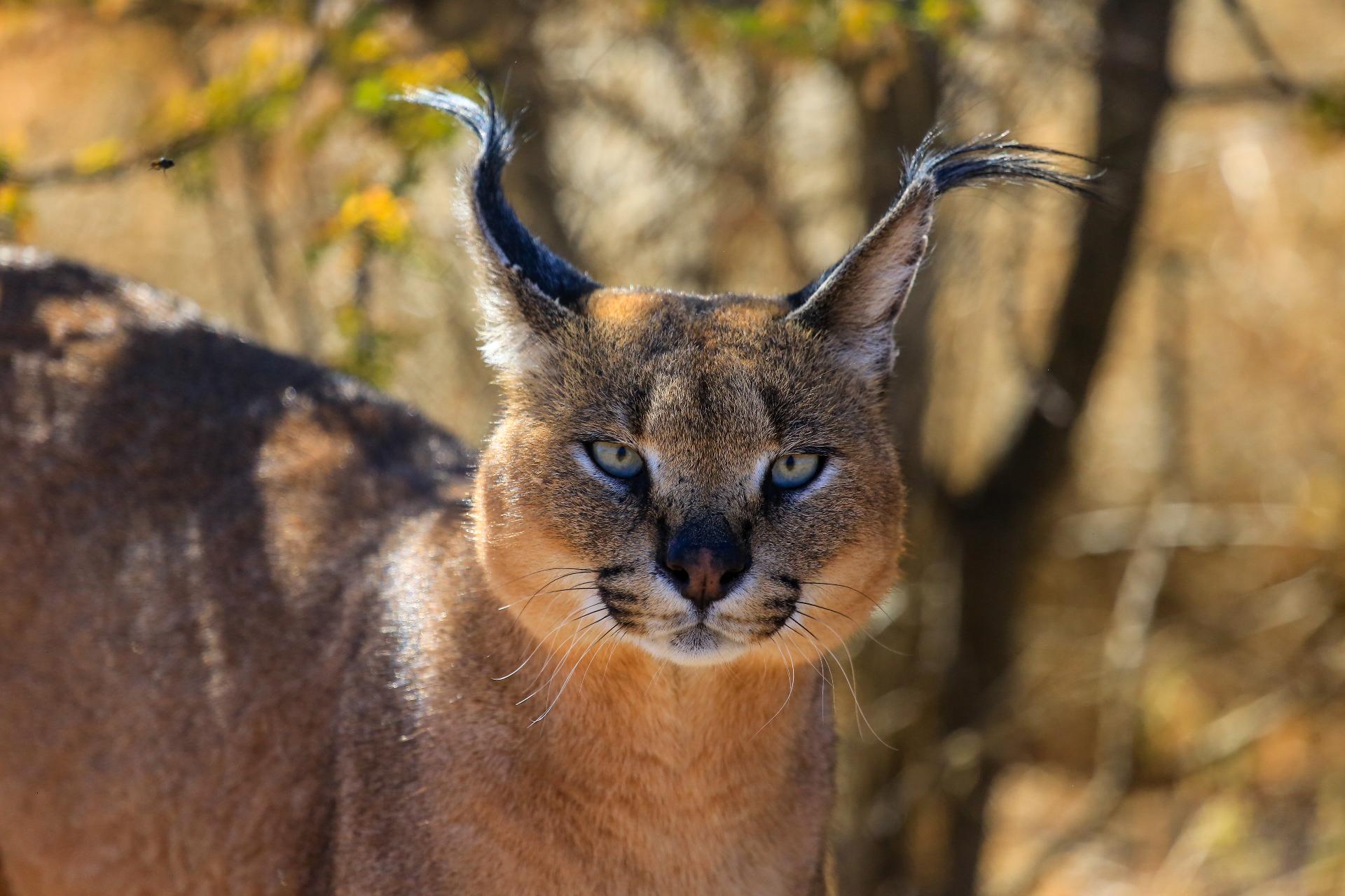 Lince