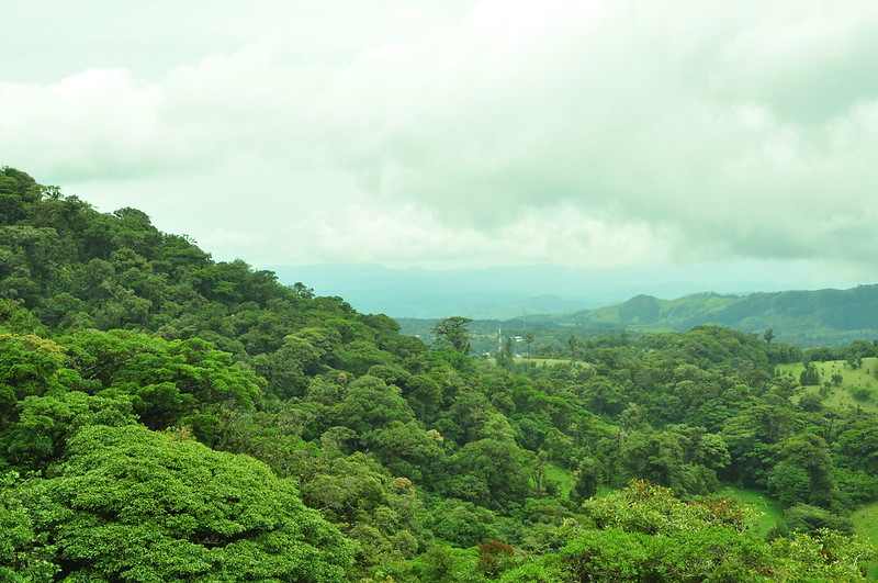 Bosque en Monteverde, Costa Rica