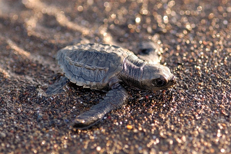 Bebé tortuga en la arena de una playa en Tortuguero, Costa Rica