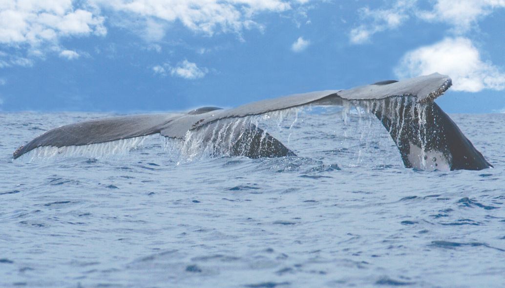 Colas de ballena que nadan en el mar de Costa Rica