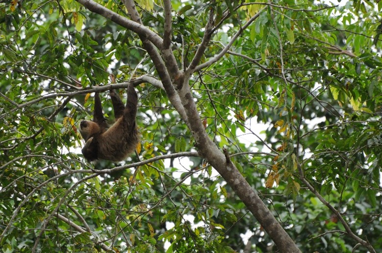 Perezoso colgado de un árbol en la selva de Costa Rica