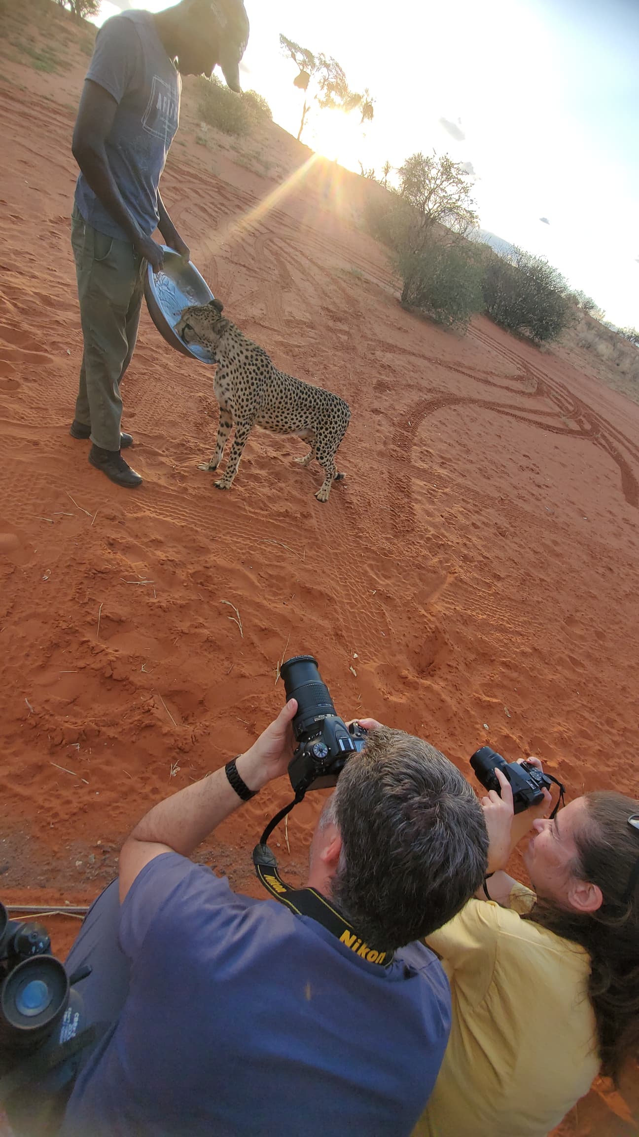 Cheetah Feeding en Kalahari