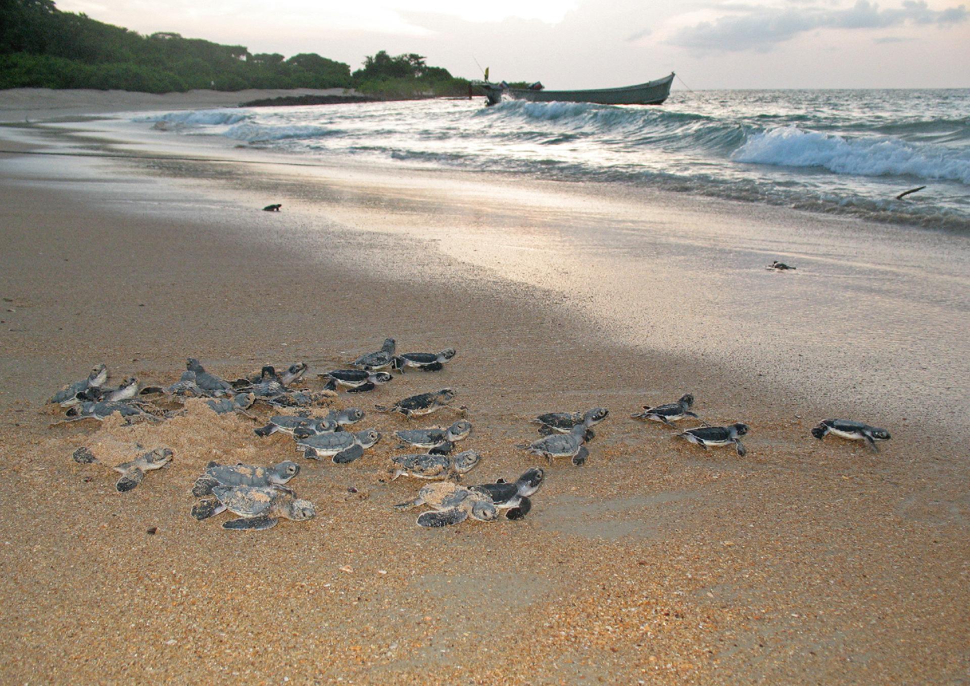 "Tartarugas" en las islas sagradas de Guinea Bissau