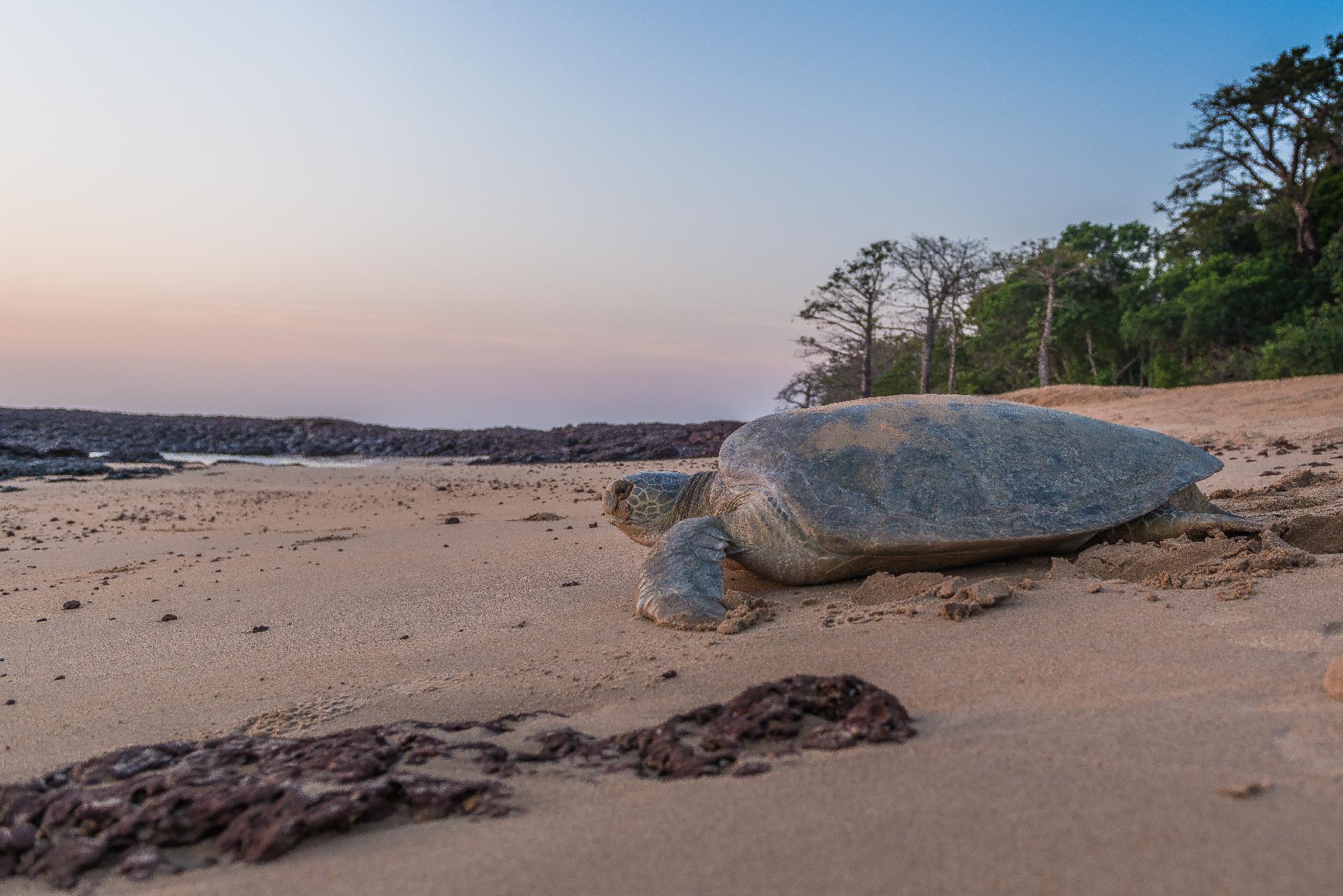 Las Islas Sagradas de Guinea Bissau Las Islas Sagradas de Guinea Bissau