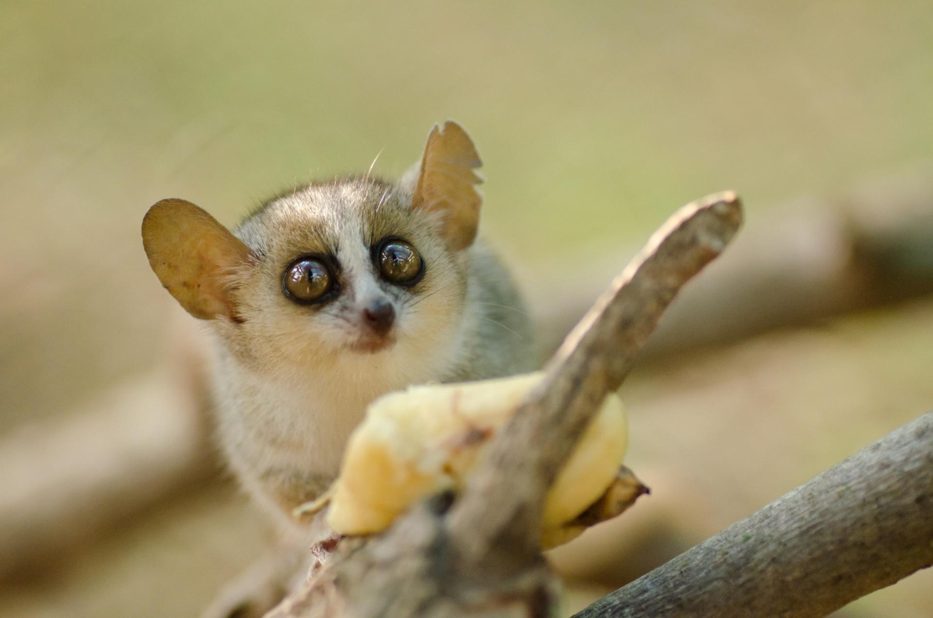 La esencia de Madagascar en el P.N. Andasibe-Mantadia