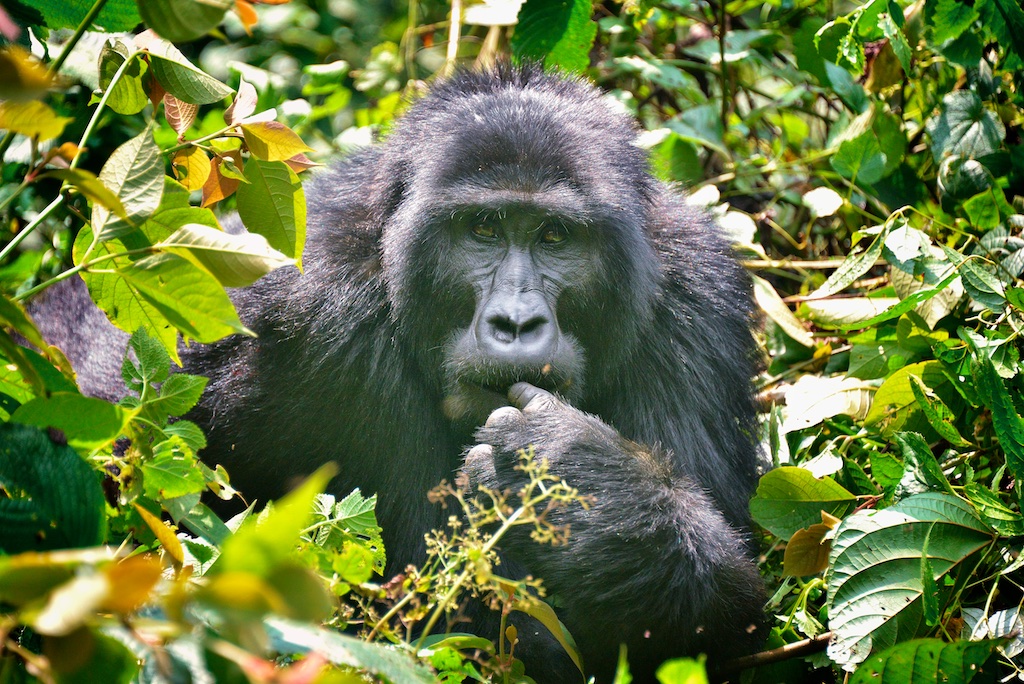 Ruta Twende: Vida salvaje y culturas Nilóticas. Ruta Twende: Vida salvaje y culturas Nilóticas.