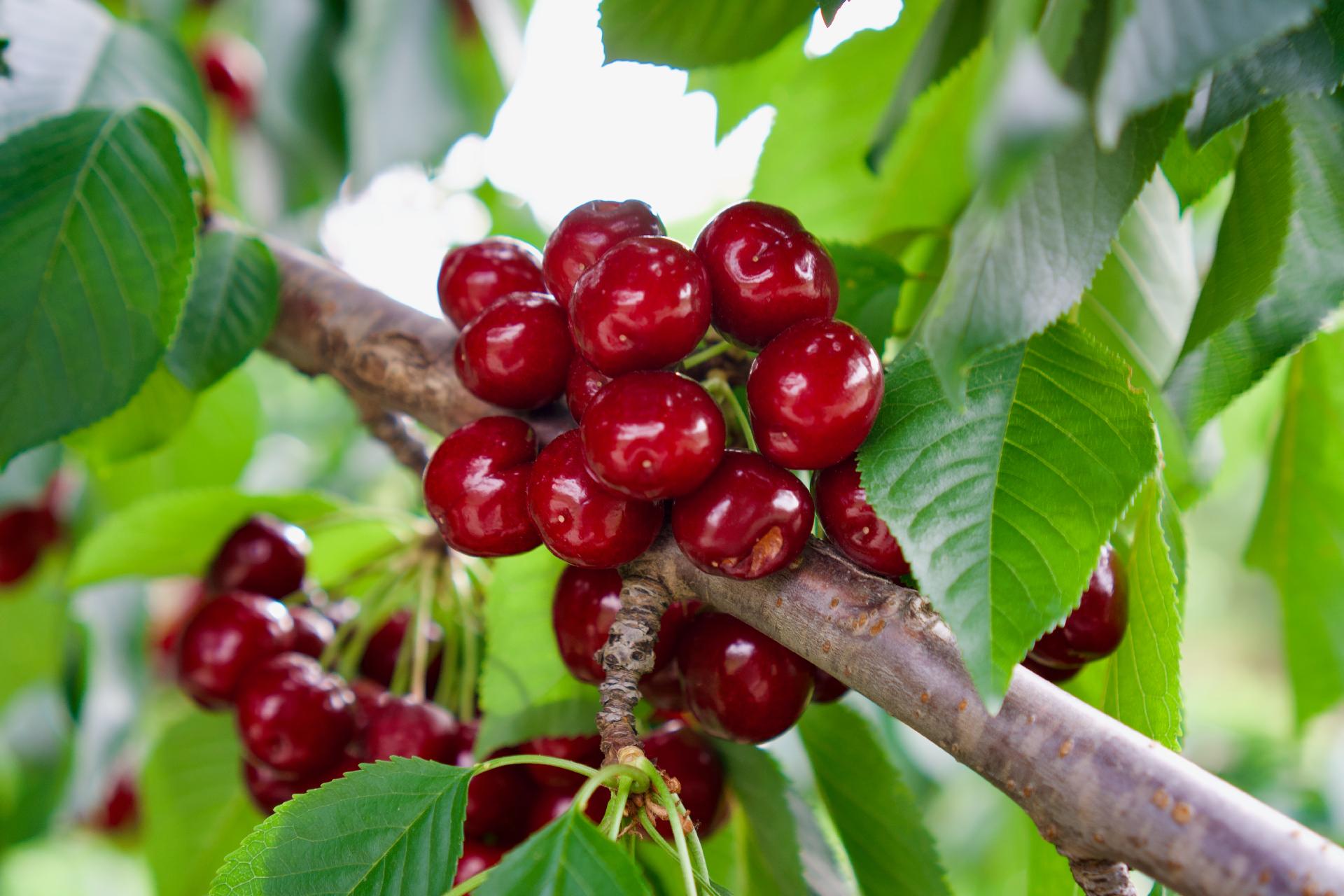 Cerezos en Flor (desde Barcelona)