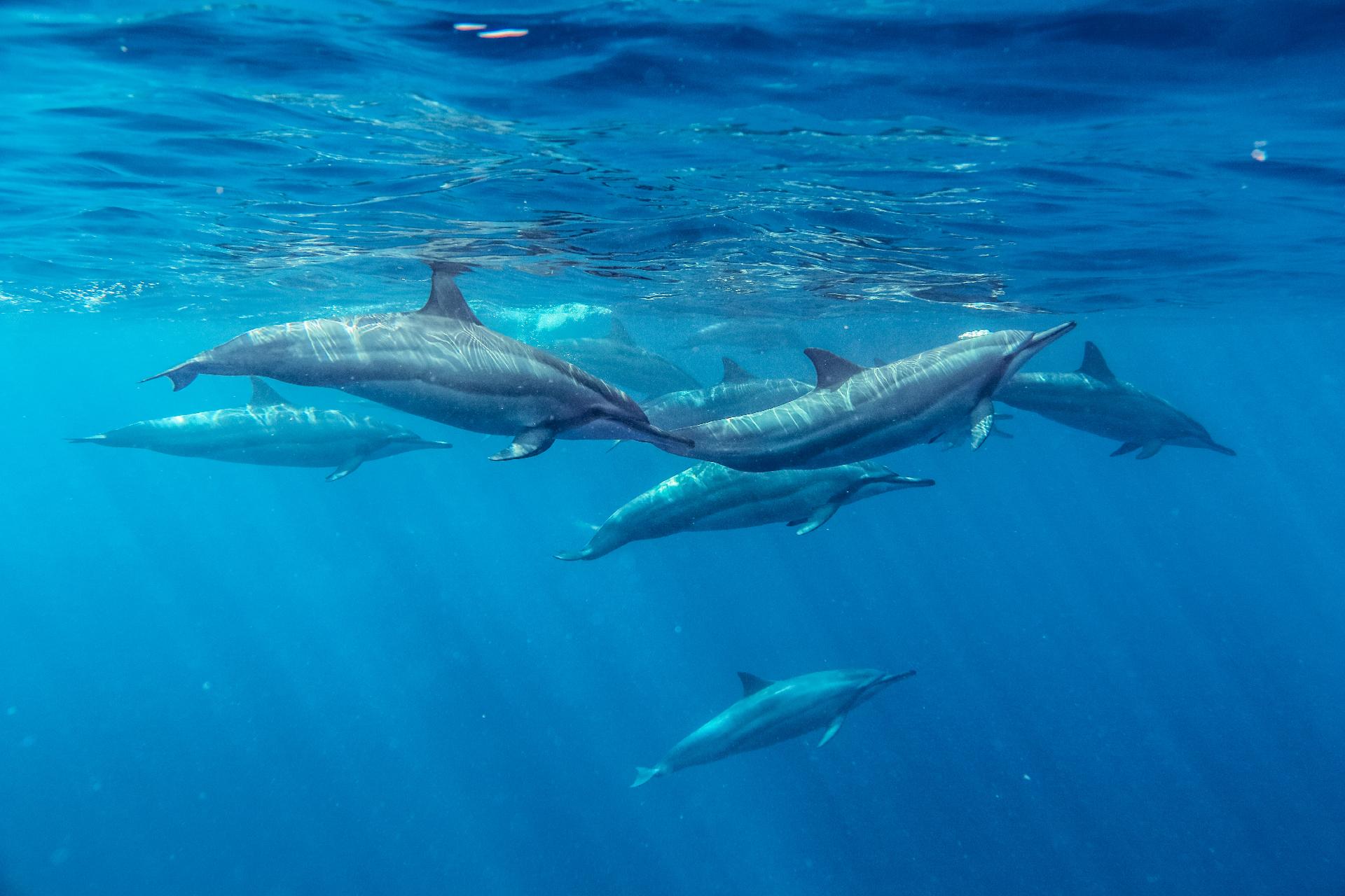 Buceo con delfines en Isla Mauricio