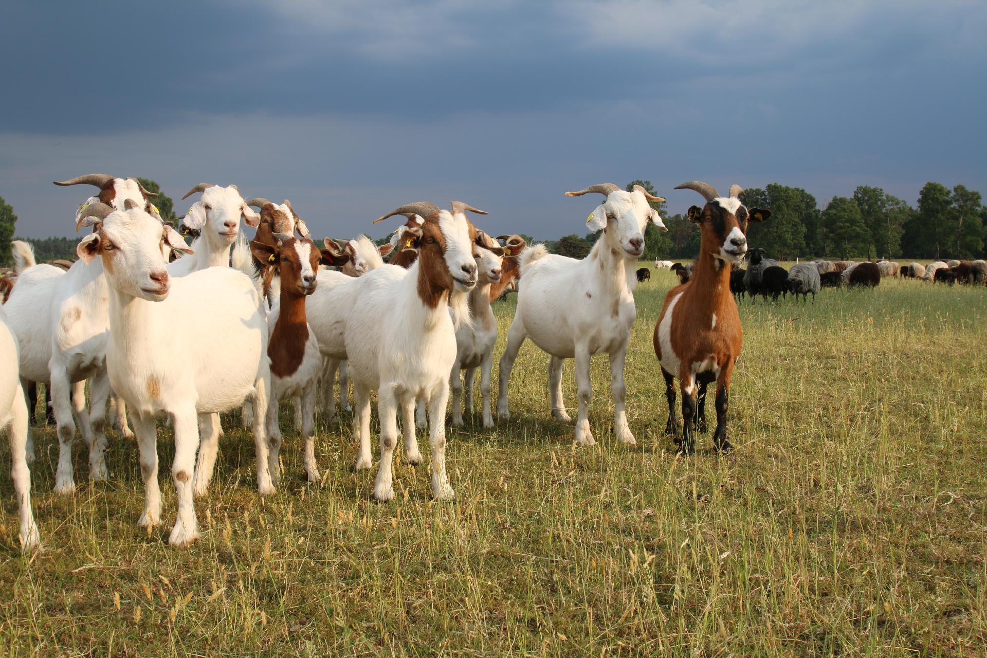 Senderismo con Cabras
