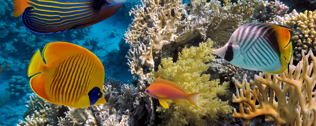 SEAFARY CAYO BLANCO (MARINA MARLIN)