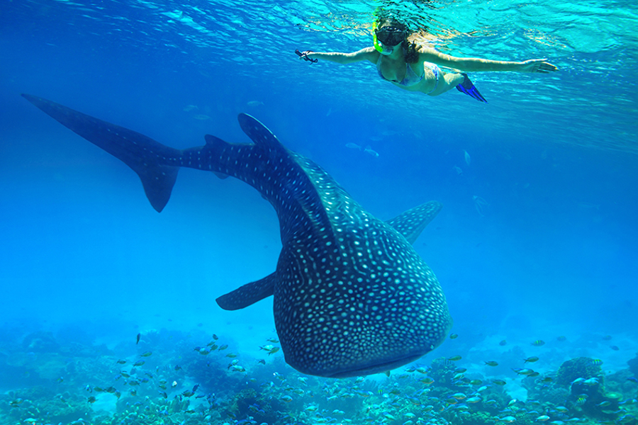 Whale Shark Discovery (Tubarão-baleia)