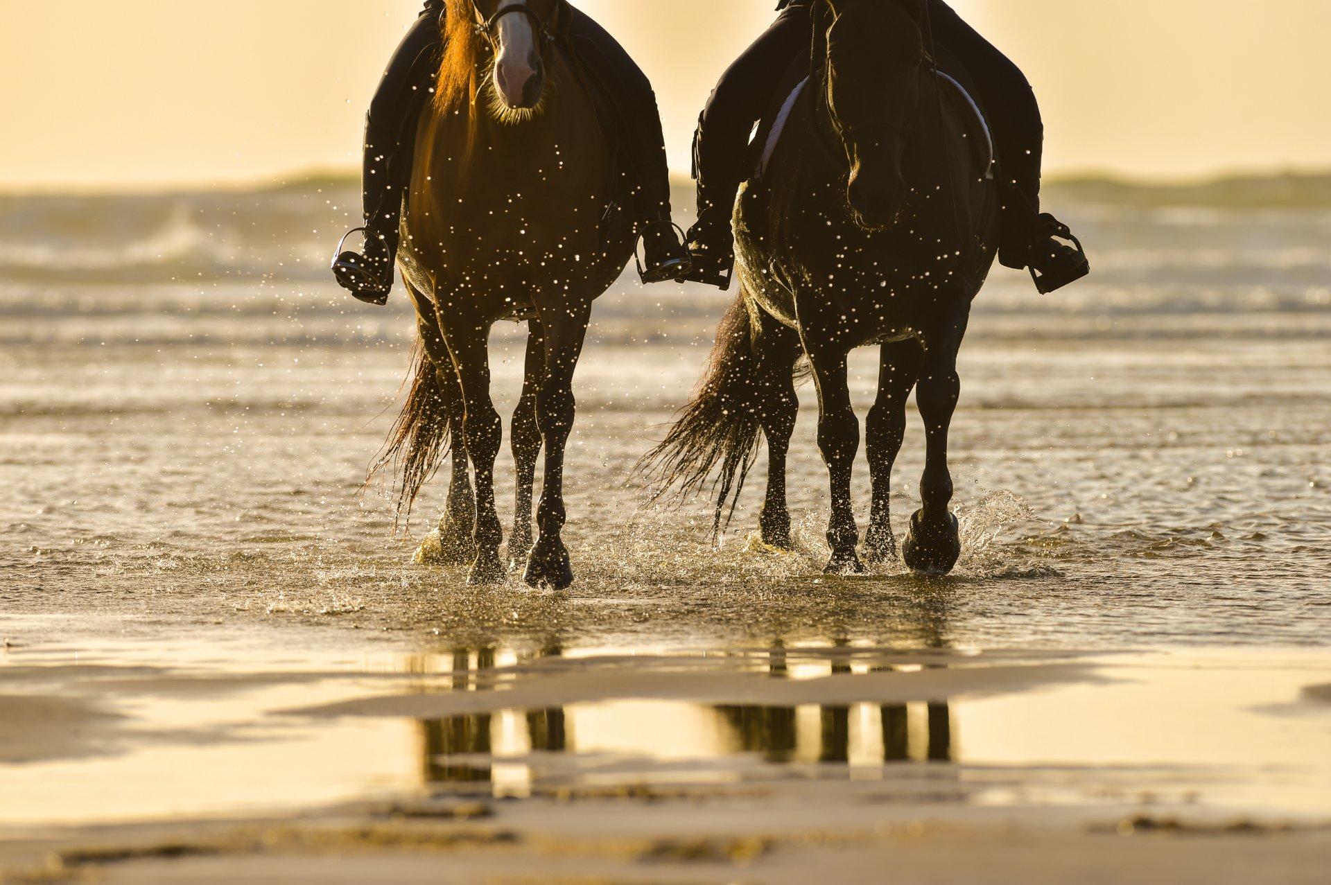Rancho Caribeño HorseBack Equitação 2 hora
