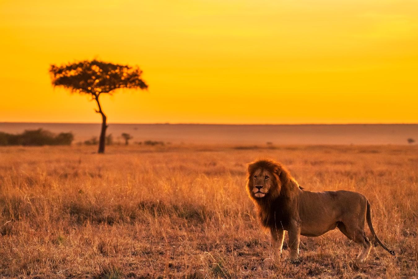 viaje a Kenia, áfrica. viaje de safari fotográfico