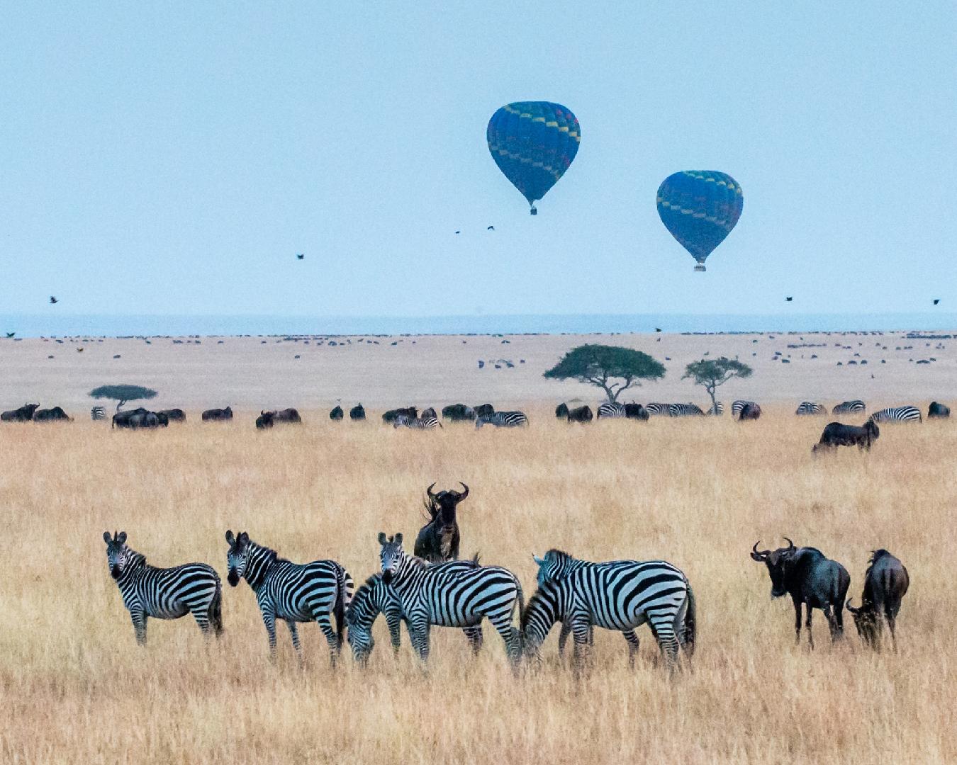 viaje en áfrica. viaje fotográfico en safari aventura en globos de aire caliente en la sabana africana con ñus y cebras