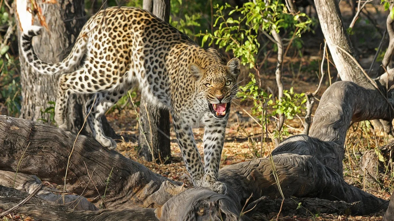 viajes a africa viajar a botswana safari