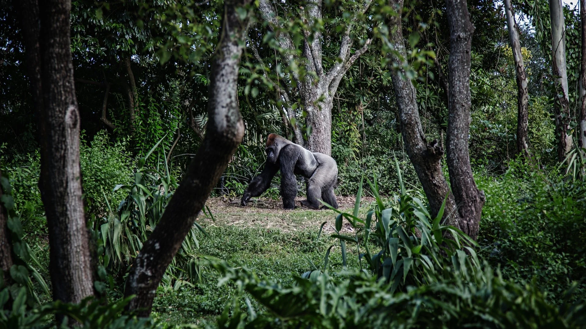 Ruanda, entre selvas, gorilas y volcanes 