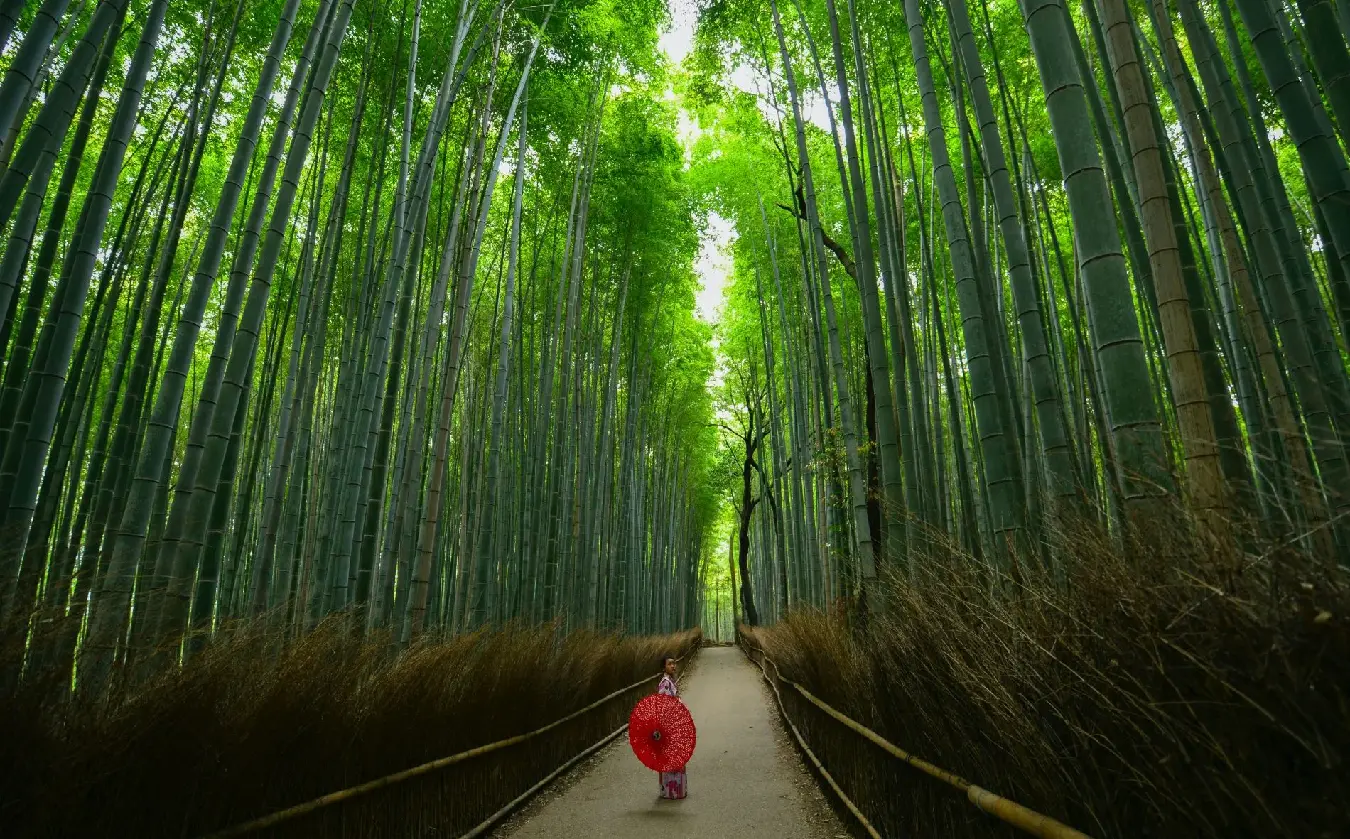 viajes con expertos al bosque de bambú en kioto, Japón. viajar de luna de miel a Asia