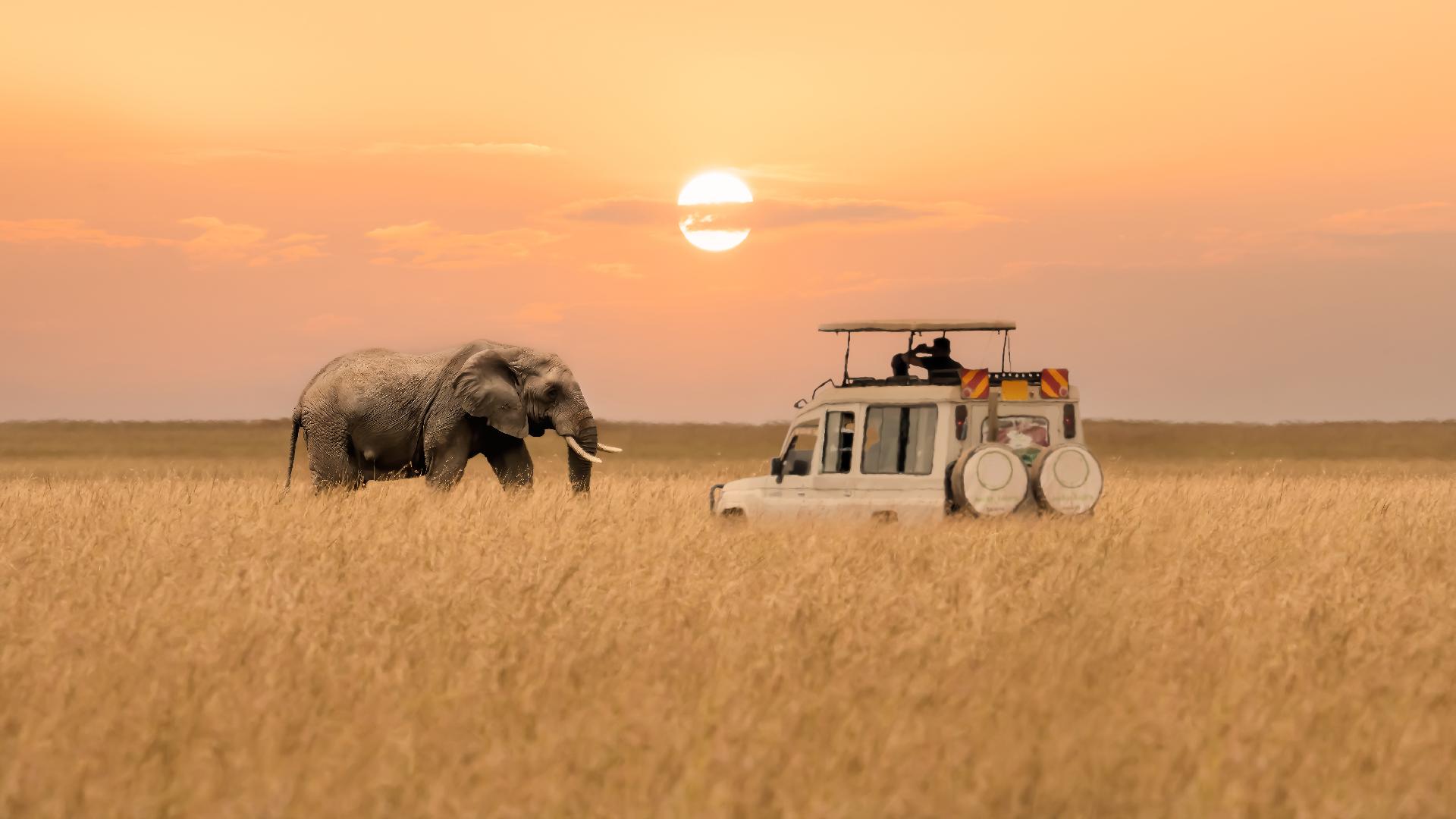 Safaris fotográficos: África en cada instantánea Safaris fotográficos: África en cada instantánea