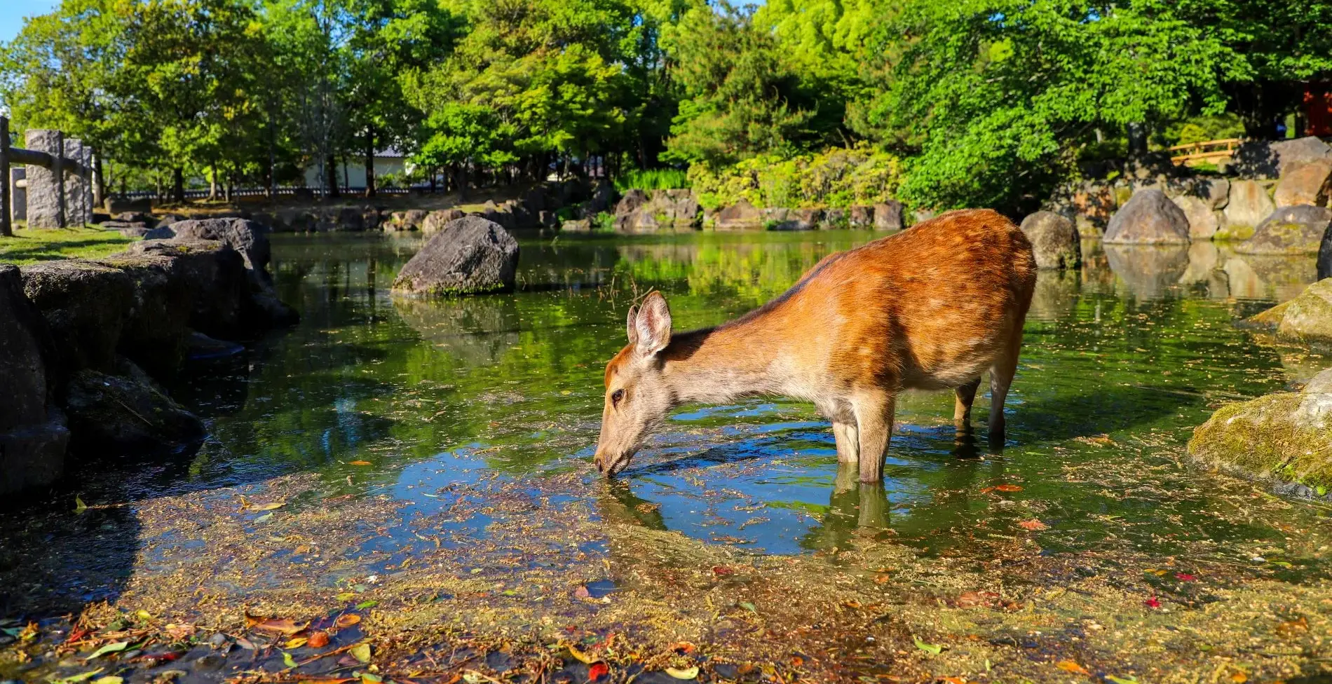 Nara_Japan_2