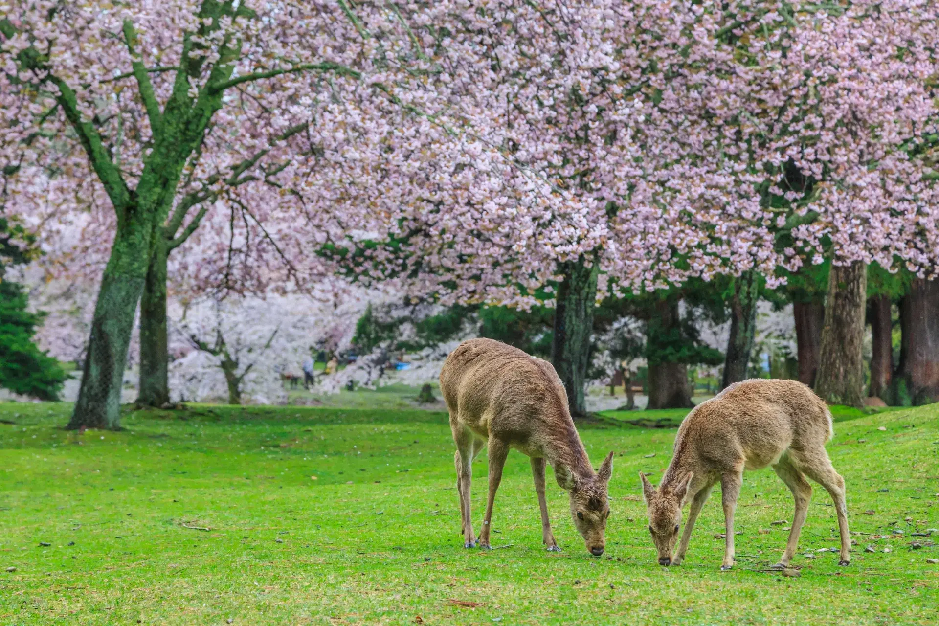 Nara_Japan_8