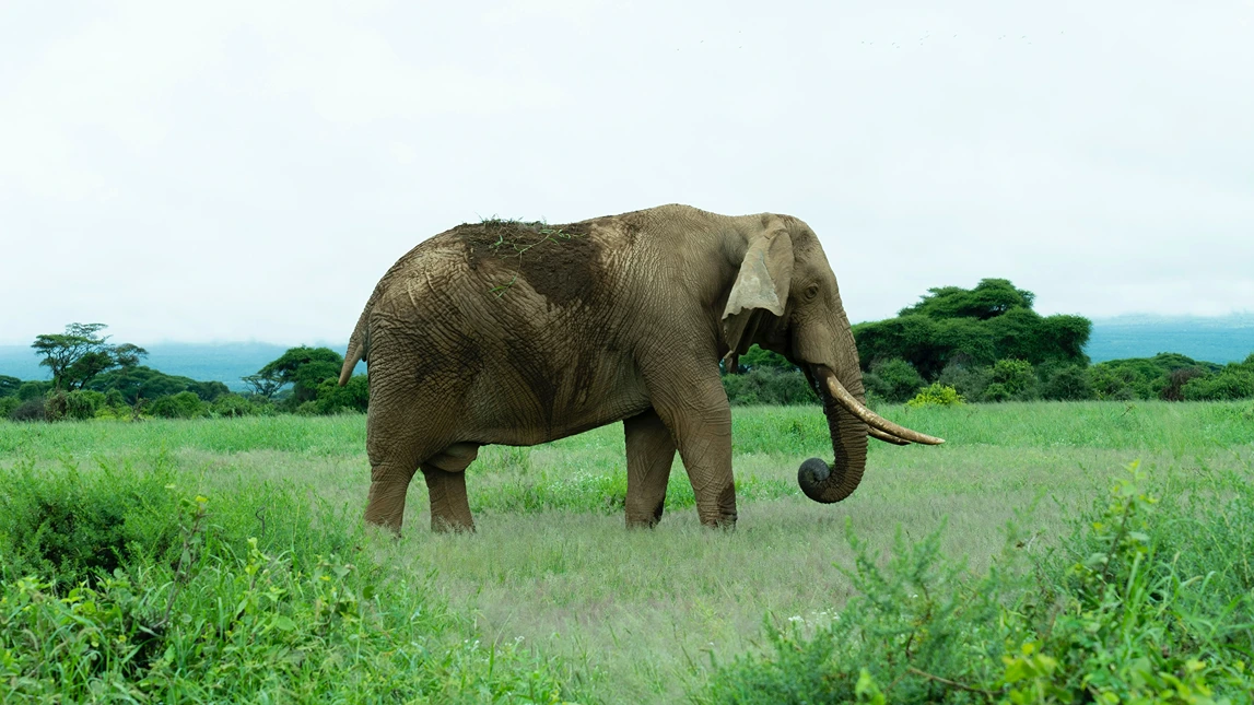 Un elefante en solitario