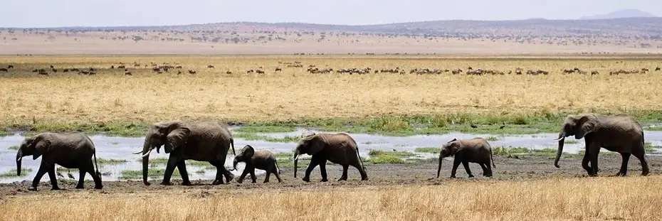 ___Tarangire_Tanzania_1.9597820572501594661