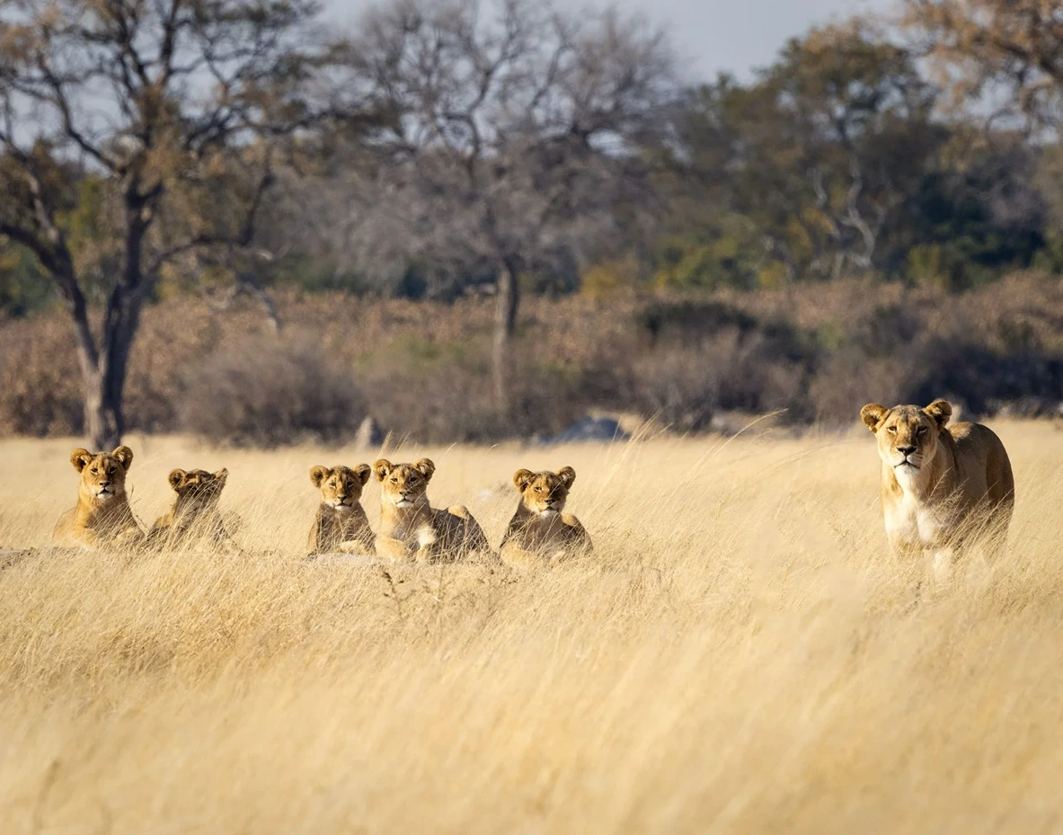 Parque-Hwange_Zimbabue_3